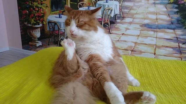 Когда моешь лапы, а хозяйка тебя не понимает🙀 Кот моет лапы смотреть онлайн