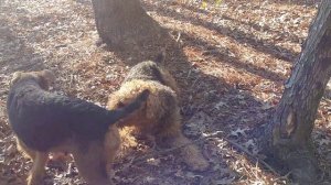 Building A Fire AKC Purebred Airedale Terrier Puppies For Sale On February 2, 2019