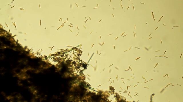Наглядная микробиология #6 Диатомовые водоросли (Diatom)