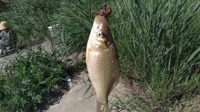 Всех православных с праздником Святой Троицы.Работать нельзя,отдыхаем с мамой на рыбалке ? смотреть онлайн