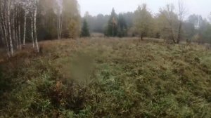 Загонная охота на лося с русско-европейскими лайками в экстремальных условиях.