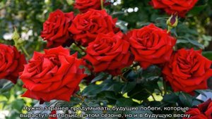 Как обрезать розы после цветения летом, чтобы они снова зацвели