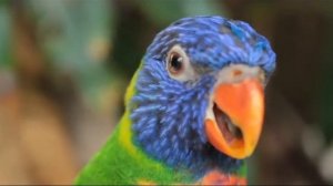 В мире животных.Птицы.