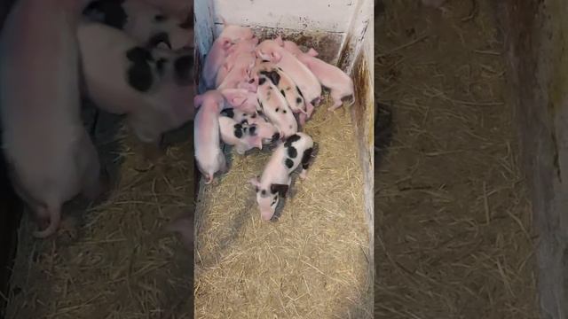 новорожденные поросята смотреть онлайн