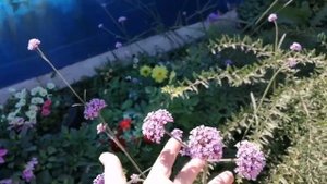 Вербена бонарская - СУПЕР КОМПАНЬОН!!!