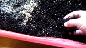 Дендробена.Дозревание коканов.