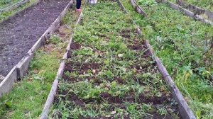 Под озимый посев  лука в сидераты.