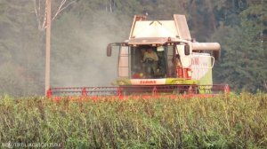 [Уборка бобов] 2x CLAAS Lexion 560, 580