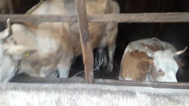 симменталы . дойка коров.