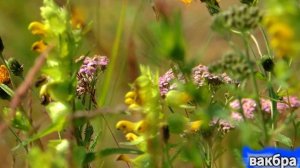 Мир трав коми