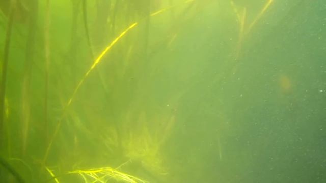 Testing new Nikon Coolpix S6150 13MP Underwater Digital Camera смотреть онлайн