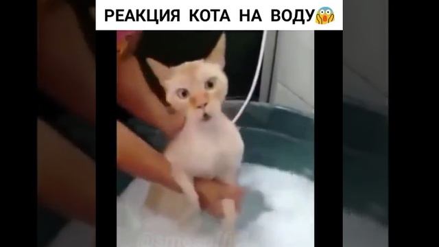 Помыли в ванной !