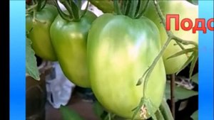 Сорт "Подсинское чудо" - с безупречным вкусом, но есть и маленькая проблемка