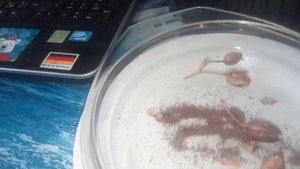 Семена табака в домашних условиях