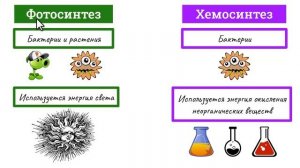 Сравнение ФОТОСИНТЕЗА и ХЕМОСИНТЕЗА