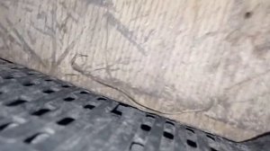 Нутрия Гигант  ( nutria giant )  Вага  в 4 місяці  або 122 дня