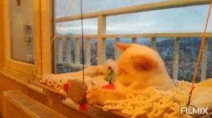КОТЫ АРИСТОКРАТЫ?