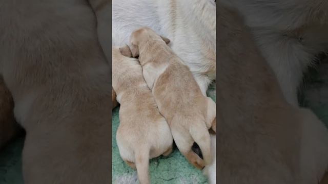 Щенки лабрадора помет БАРЕКС ЛАБ "С" др 17.08.2022 смотреть онлайн