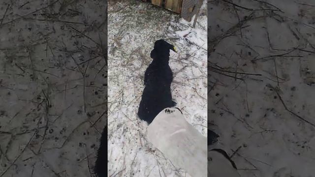 Вес ягненка в 29 дней смотреть онлайн