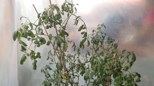 Помидоры в горшке(часть 2). Выращивание помидоров.