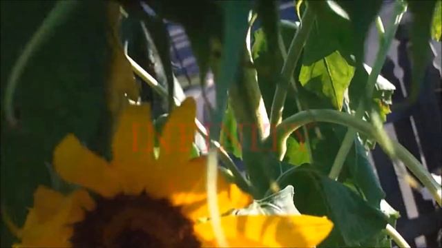 "TEAM VOID MAKING THE HITS" смотреть онлайн