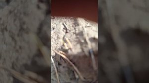 алвошкущпо загонная оч для за зря Эля за зря Эля ЛС эт ты на