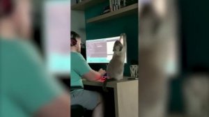 Кот против компьютера [Юмор]