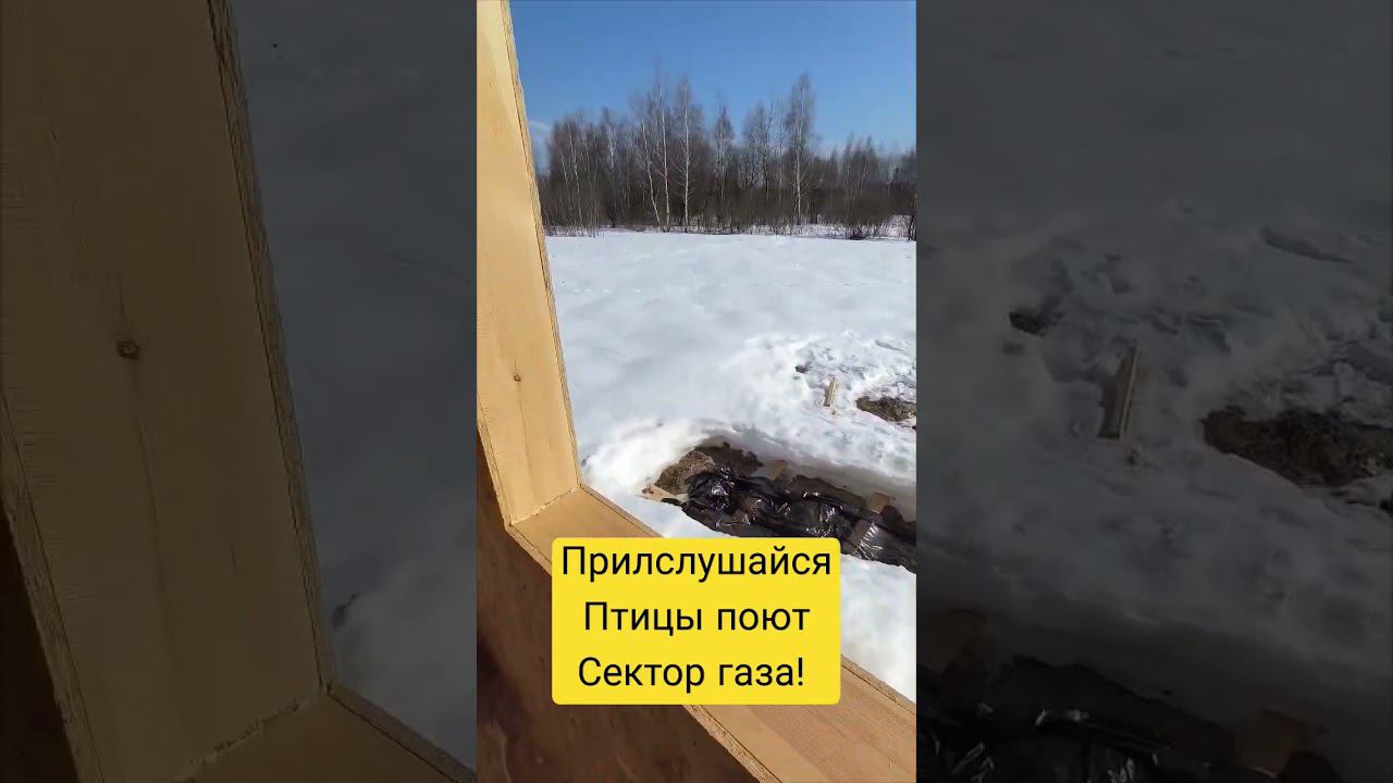 птицы напевают сектор газа #music #топ #своядача #строимдом #сипдом смотреть онлайн