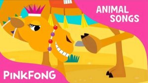 Humpy Lumpy Camel | Camel | Animal Songs | Pinkfong Songs for Children