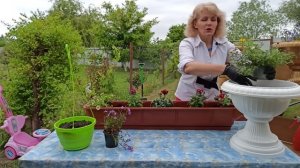 Высадка рассады цветов в кашпо и вазоны