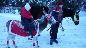 Дети катаются на лошадях