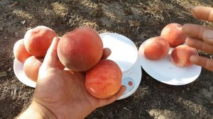 Peach Fidelia !!! ЛУЧШИЕ СОРТА ПЕРСИКА !!! ПЕРСИК ФИДЕЛИЯ !!!