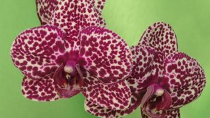 Мои орхидеи в крап! Самые знаменитые пятнистые фаленопсисы