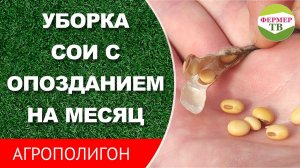 Уборка сои с опозданием на месяц