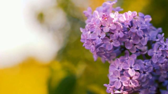 ФАУСТО ПАПЕТТИ.САКСОФОН.@ПЛАНЕТА11 смотреть онлайн