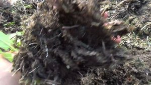 Где копать червей для рыбалки, лучше удобрение на огород