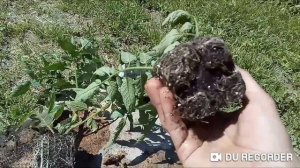 Фитактив Экстра против Райкат Старт.