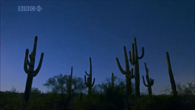 BBC Planet Earth - Hoppipolla by Sigur Ros 1080p HD смотреть онлайн