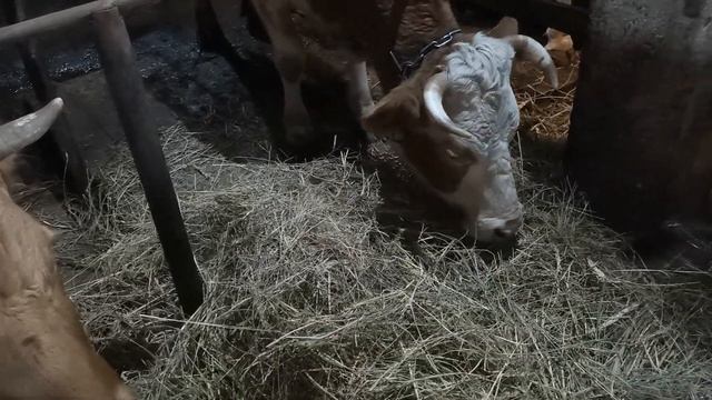 Двойное счастье: корова принесла двух телят! смотреть онлайн