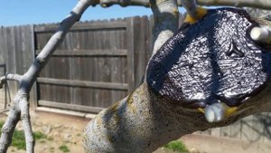 Методы прививки инжира. Fig grafting technics.