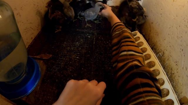 ПЕРЕСЫЛКА ЯЙЦА ПОЧТОЙ/ДОСТАВКА ЦЫПЛЯТ смотреть онлайн