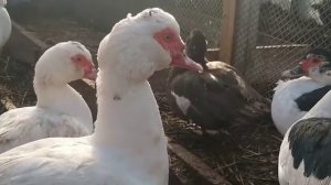 КАК РАЗЛИЧИТЬ МОЛОДЫХ УТОК ОТ СТАРЫХ?/СКОЛЬКО ИСПОЛЬЗОВАТЬ В РАЗВЕДЕНИИ?/