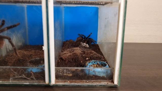 Пауки. Размножение пауков птицеедов. Почему паук не липнет к паутине. смотреть онлайн