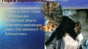 Животные красной и чёрной книги