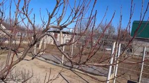 Упрощенная ОБРЕЗКА ПЕРСИКА для ДАЧНИКОВ