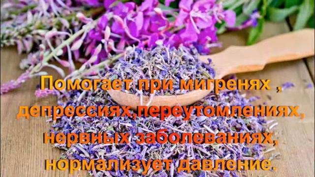 Иван-чай копорский , полезные свойства.