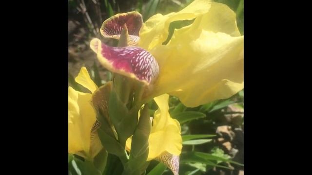 Ирис болотный BERLIN TIGER Ирисы зацвели. # shorts# смотреть онлайн