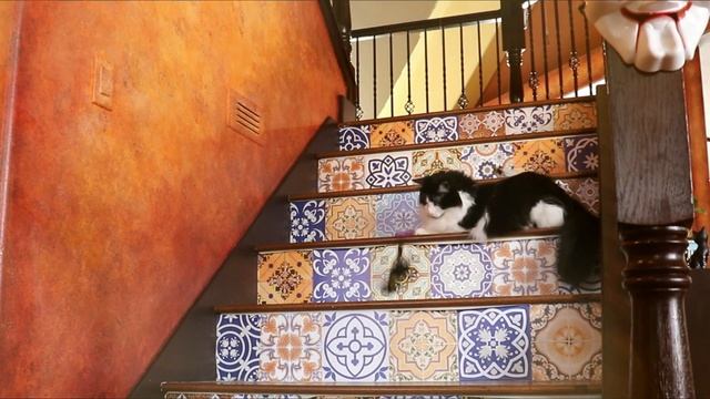 Play with Cats on the Stairs! in REAL TIME! смотреть онлайн