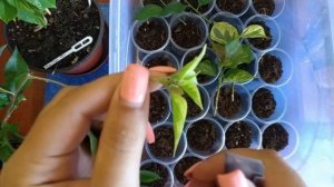 Бугенвиллии: укоренение черенков в грунте.