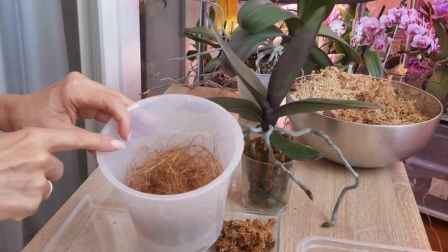 Пересадка орхидеи их мха. Антистрессовая. смотреть онлайн